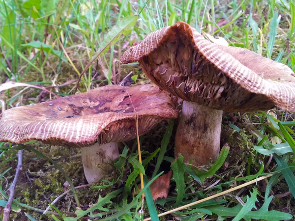 Коричневый гриб — стоковое фото
