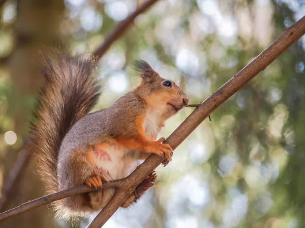 Squirrel on branch — Stock Photo, Image