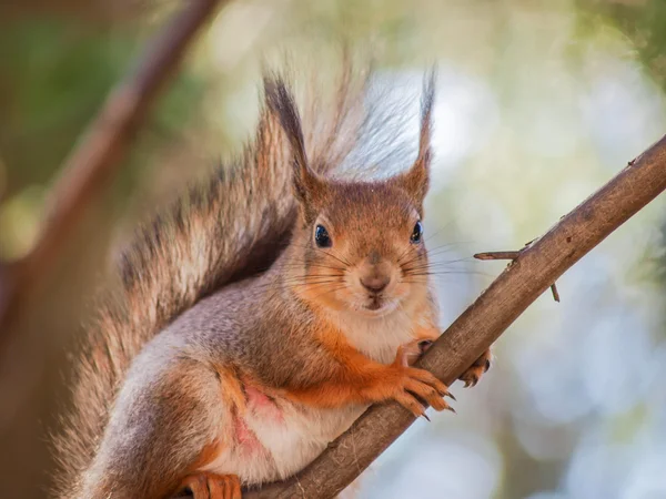 Wiewiórka na gałęzi — Zdjęcie stockowe
