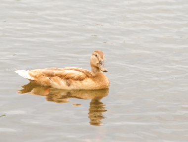 hafif kahverengi yeşilbaş ördek