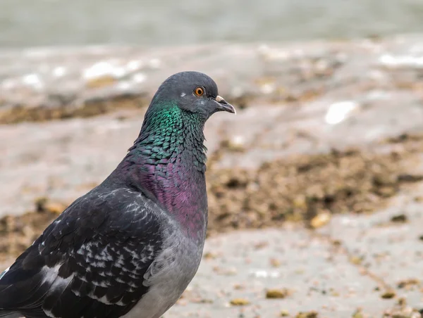 Blue-green pigeon — Stock Photo, Image