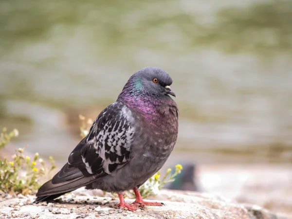 Blue-green pigeon — Stock Photo, Image