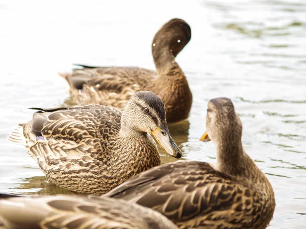 Kvinnliga gräsand — Stockfoto