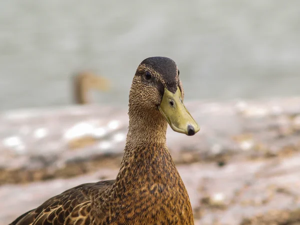 Female mallard duck — Zdjęcie stockowe