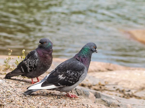 Blue-green pigeons — Stock Photo, Image