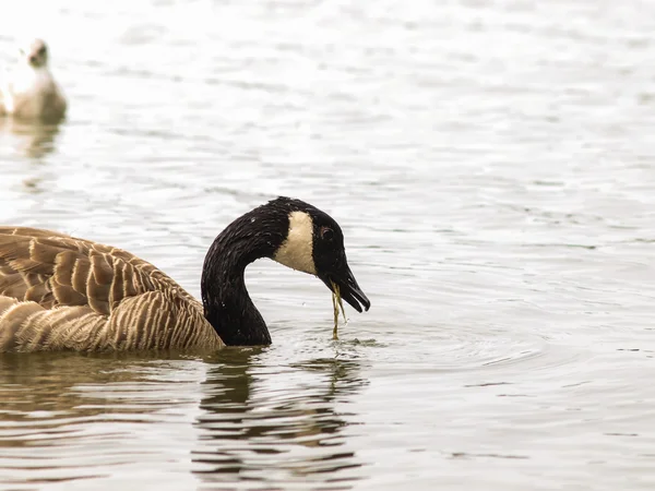 Barnacle goose — Stock Photo, Image