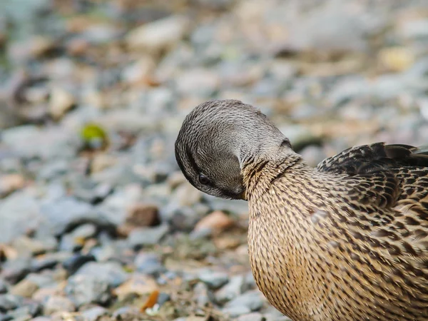 Canard colvert femelle — Photo