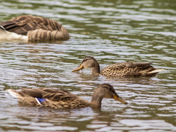 Kvinnliga gräsand — Stockfoto