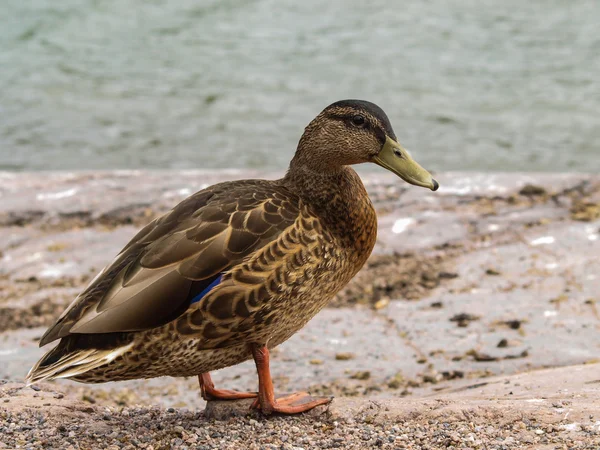 Female mallard duck — Stock Photo, Image