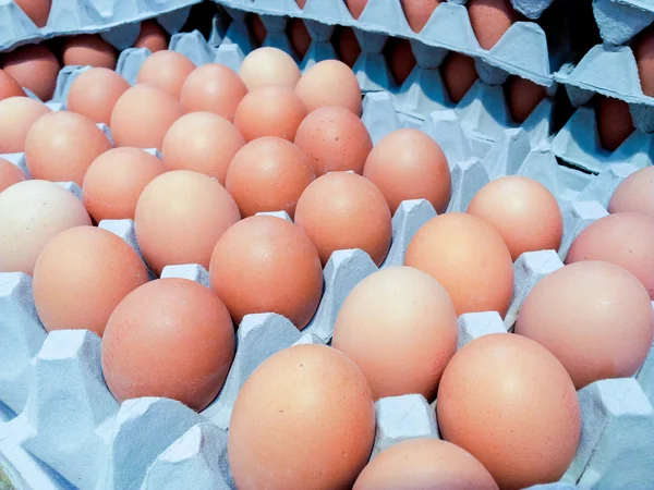 Brown egg — Stock Photo, Image