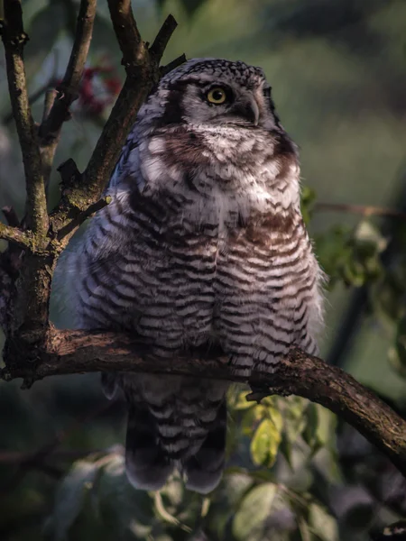 Hawk owl in a tree — Stock Photo, Image