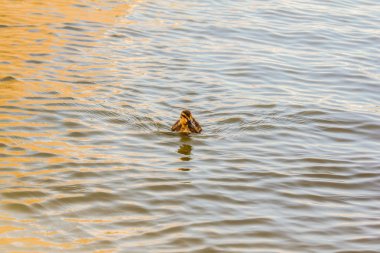 Denizde ördek yavrusu