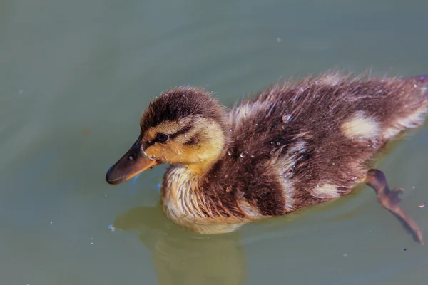 Duckling at sea — Stock Photo, Image