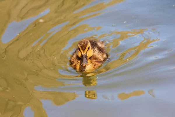 Duckling at sea — Stock Photo, Image