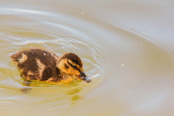 Duckling at sea — Stock Photo, Image