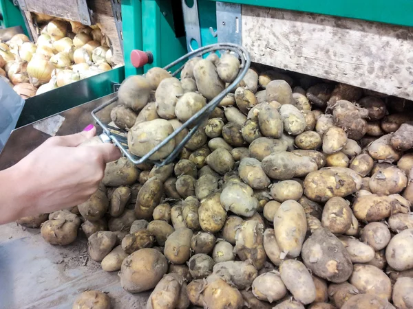 Человек, собирающий картошку — стоковое фото