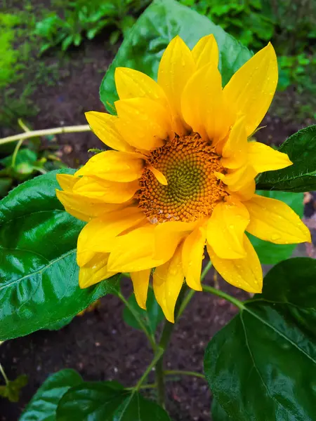 Natte zonnebloem — Stockfoto