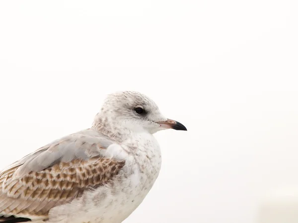 海鸥 — 图库照片