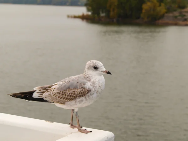 Meeuw — Stockfoto