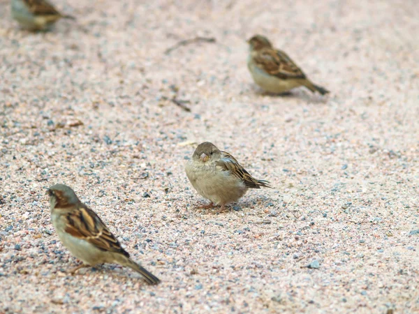 Sparrow on gravel — Stock Photo, Image