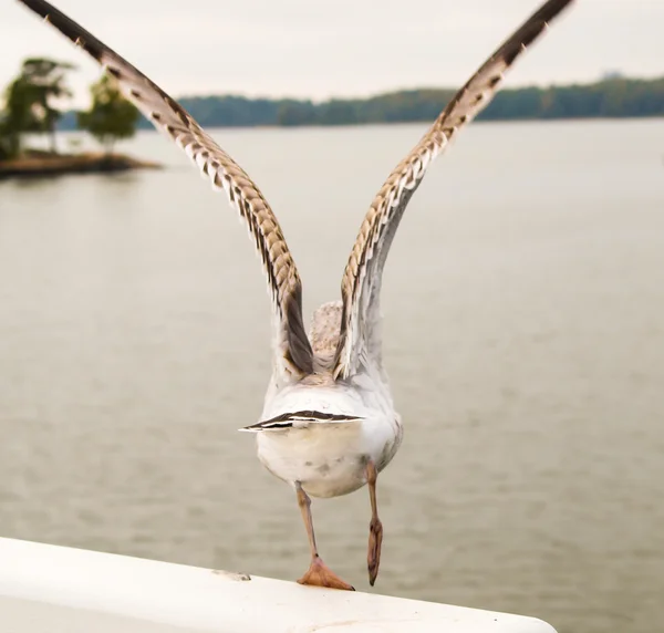 Seagull — Stock Photo, Image