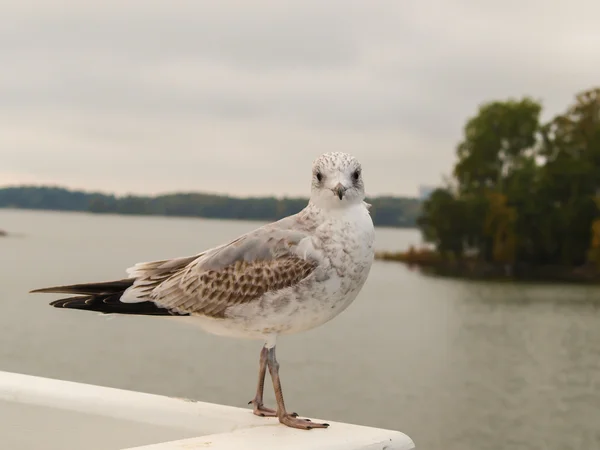 Seagull — Stock Photo, Image