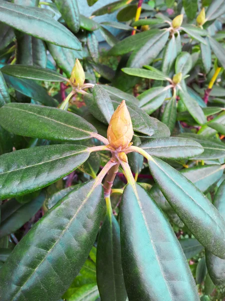 Rhododendron οφθαλμός — Φωτογραφία Αρχείου