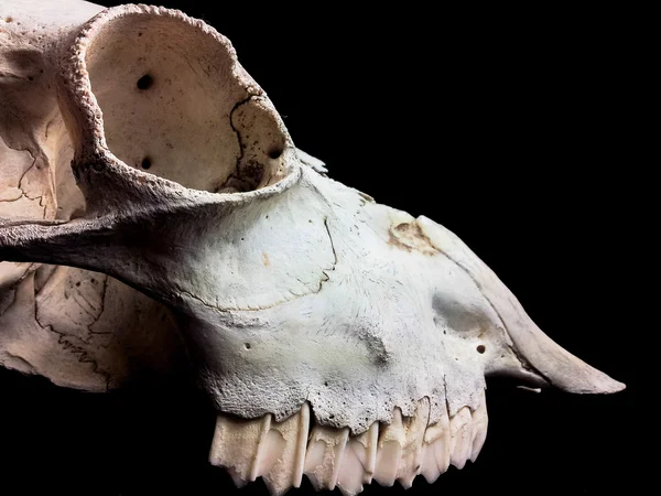 Козлиный череп — стоковое фото