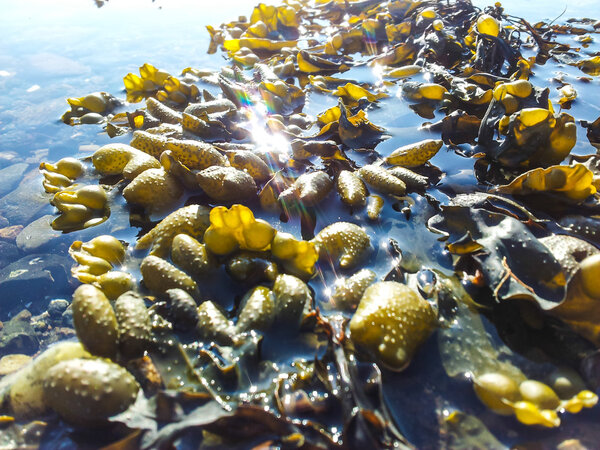 Seaweed
