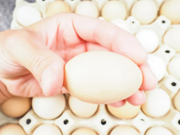 Someone holding a chicken egg over a container of brown and whit — Stock Photo, Image