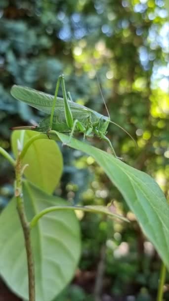Green Cricket Close Cleaning Itself Leaf Mango Shallow Depth Field — Wideo stockowe