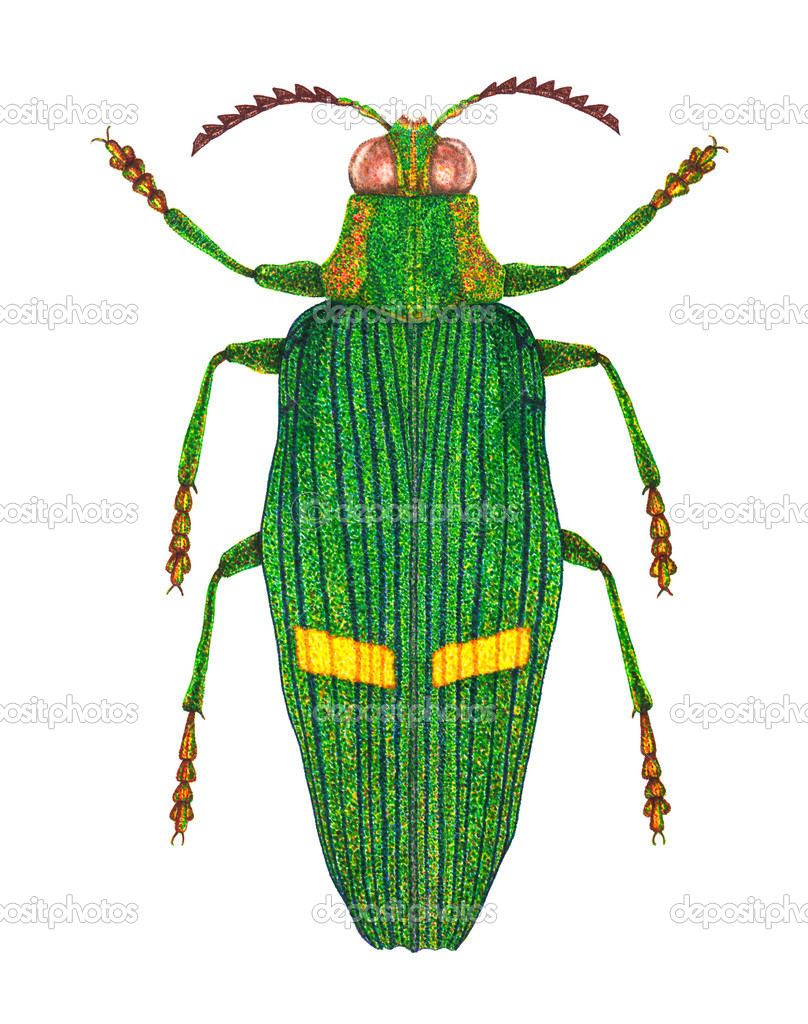 Opulent jewel beetle