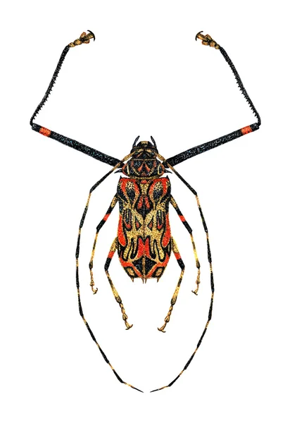 丑角的甲虫 — 图库照片