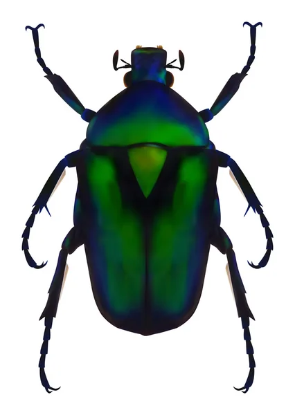 Bloem chafer — Stockvector