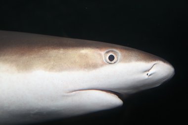 gri resif köpekbalığı