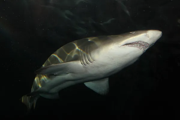Tiburón tigre de arena alias. Tiburón nodriza —  Fotos de Stock