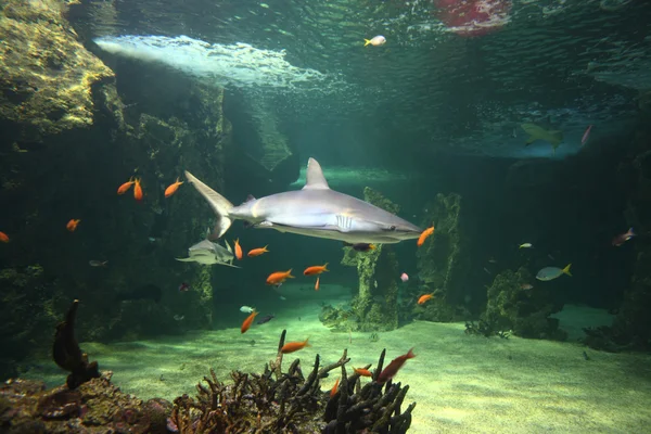 Šedá útes žraloků — Stock fotografie