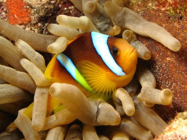 Anemone fish - Picture was taken in the Red Sea clipart