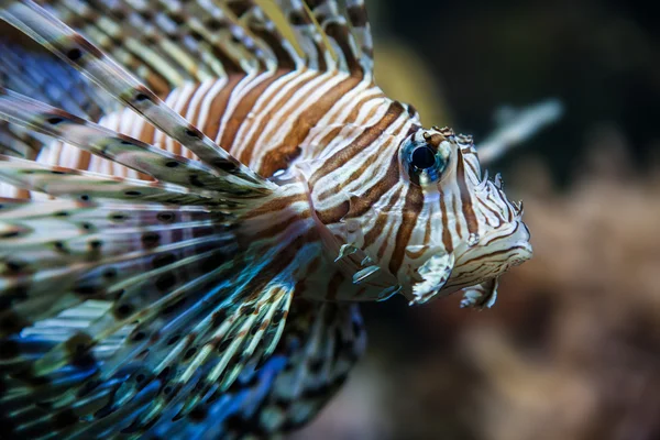 (홍 해, 이집트 사자 물고기의 근접 촬영) — 스톡 사진