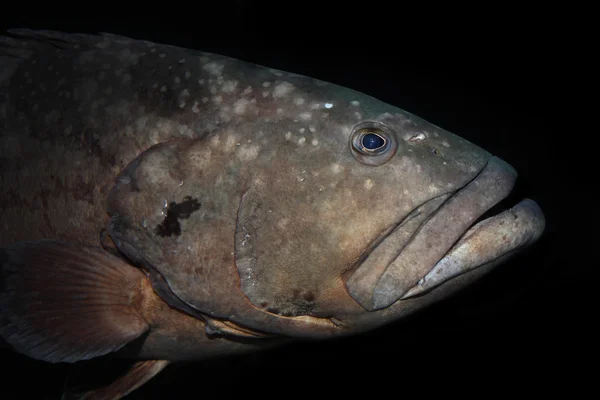Closeup of a big grouper — Stock Photo, Image