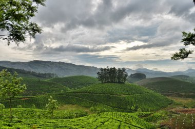 Tea Estate of Munnar-India clipart