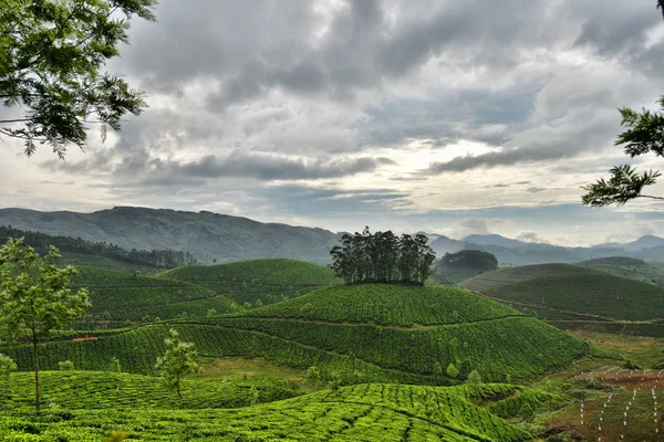 Чай нерухомості Munnar Індії Ліцензійні Стокові Фото