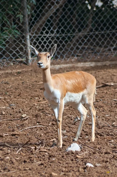 Baby deer — Stock Photo, Image