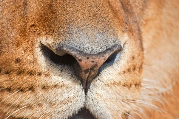 Neus van een leeuw — Stockfoto