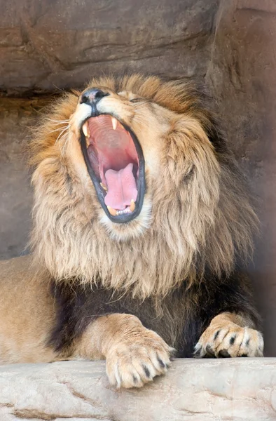 Aslan kükrüyor — Stok fotoğraf