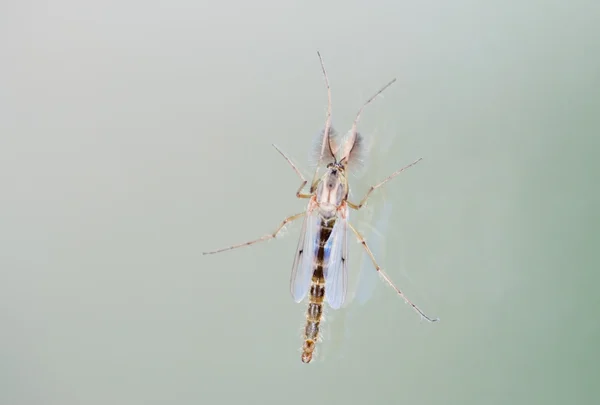 Male mosquito — Stock Photo, Image