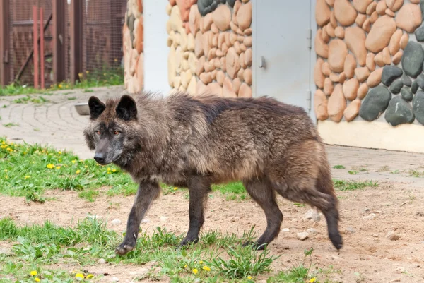 Alaskan wolf — Stock Photo, Image