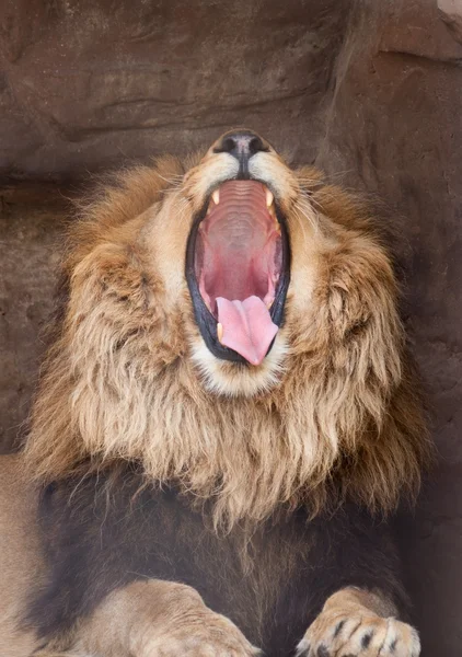 Lion yawns — Stock Photo, Image