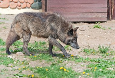 Alaska kurdu