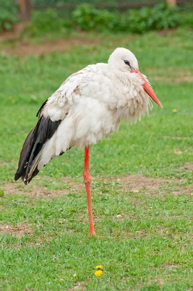A white stork — Stock Photo, Image